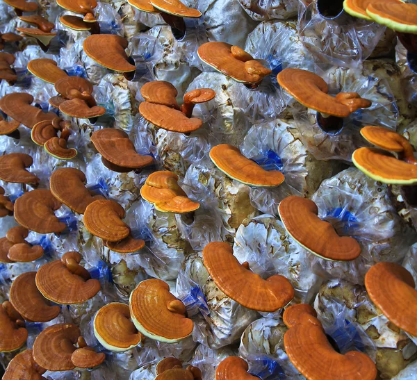 Mushroom moderma lucidum — стоковое фото