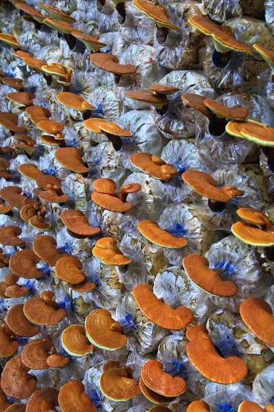 Mushroom Ganoderma lucidum — Stockfoto