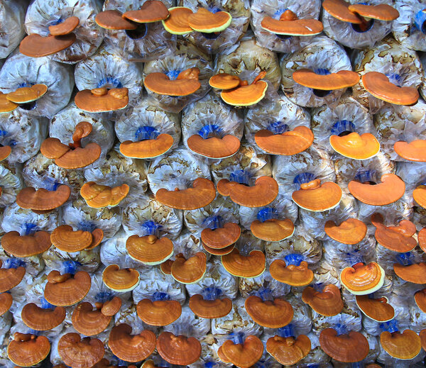 Mushroom moderma lucidum
