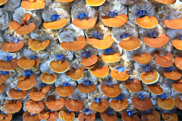 Mushroom moderma lucidum
