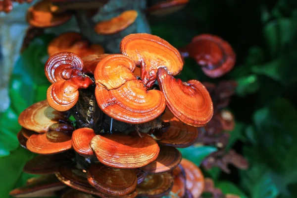 Mushroom moderma lucidum — стоковое фото