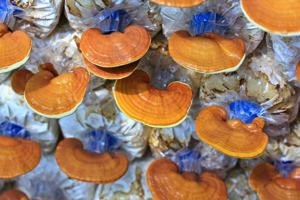 mantar ganoderma Lucidium
