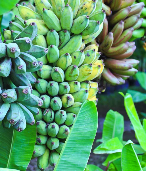 Bananas — Stock Photo, Image