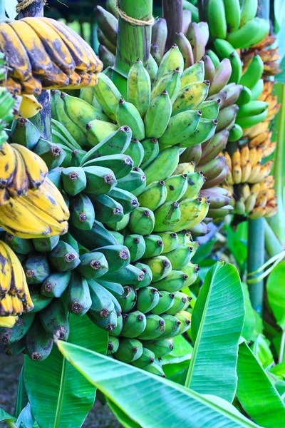 Bananas — Stock Photo, Image