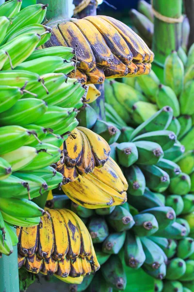 Bananas — Stock Photo, Image