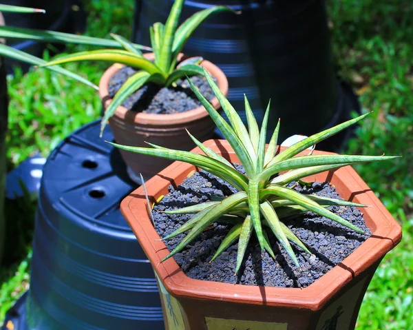 stock image Species of perennials