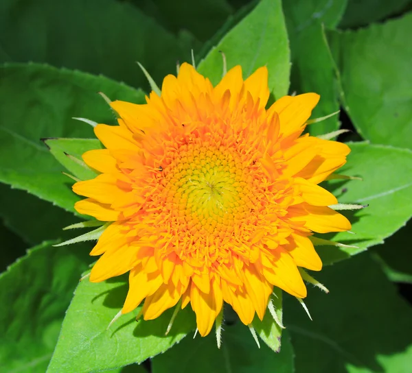 Gele zonnebloem — Stockfoto