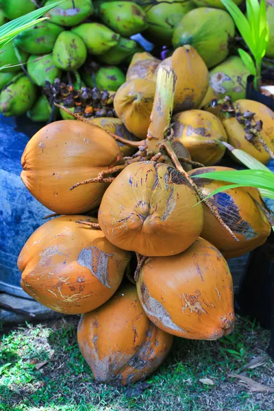 Coconuts — Stock Photo, Image