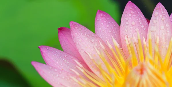 Flor de lótus — Fotografia de Stock