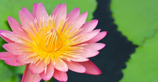 Квітка лотоса — стокове фото