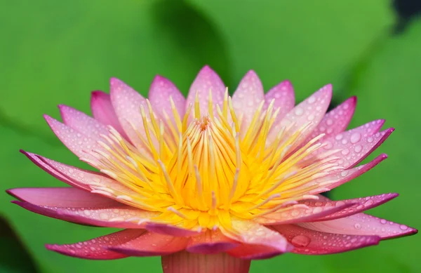 Flor de lótus — Fotografia de Stock