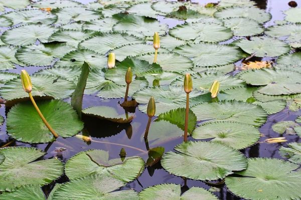 Victoria amazonica Loto — Foto de Stock