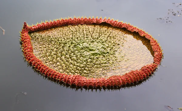 Viktoria amazonica lotus — Stockfoto