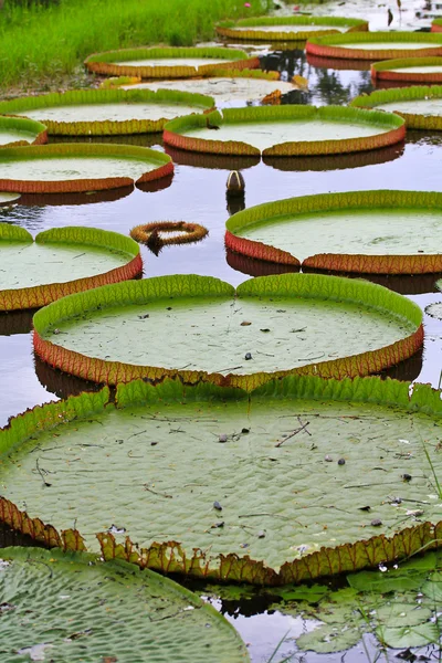 Victoria amazonica Lotus — Stock Photo, Image