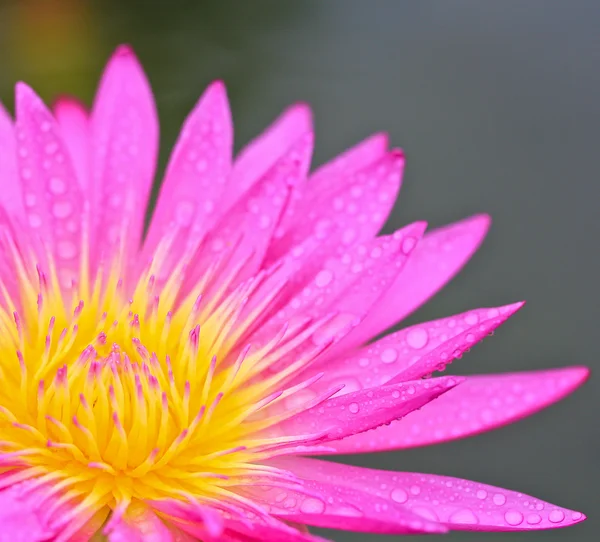 Flor de loto — Foto de Stock