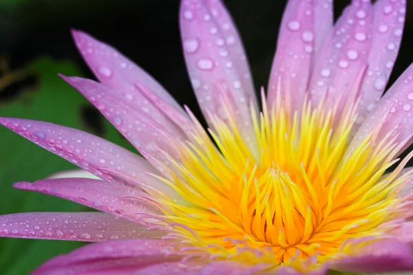 Flor de loto — Foto de Stock