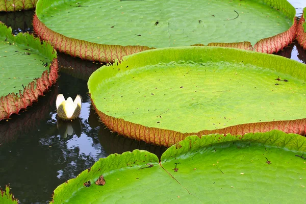 Victoria amazonica Lotus — Stock Photo, Image