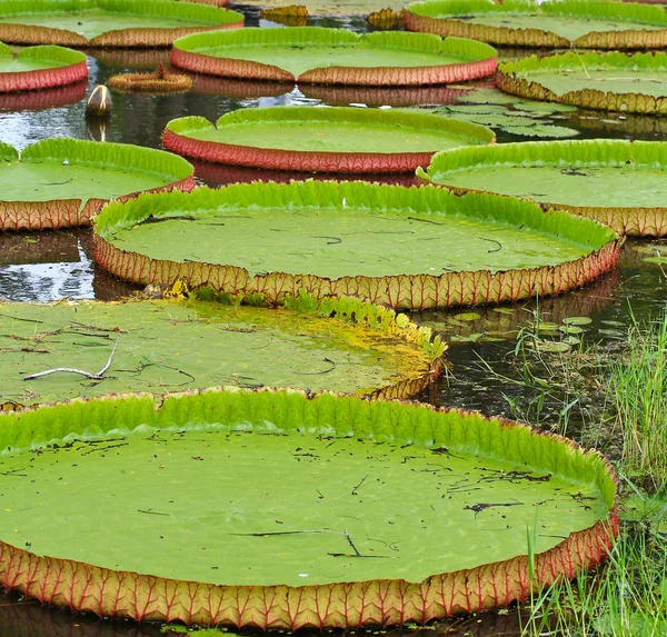 Victoria amazonica Lotus — Stock Photo, Image