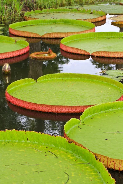 Victoria amazonica Lotus