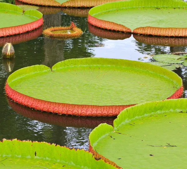 Victoria amazonica Lotus
