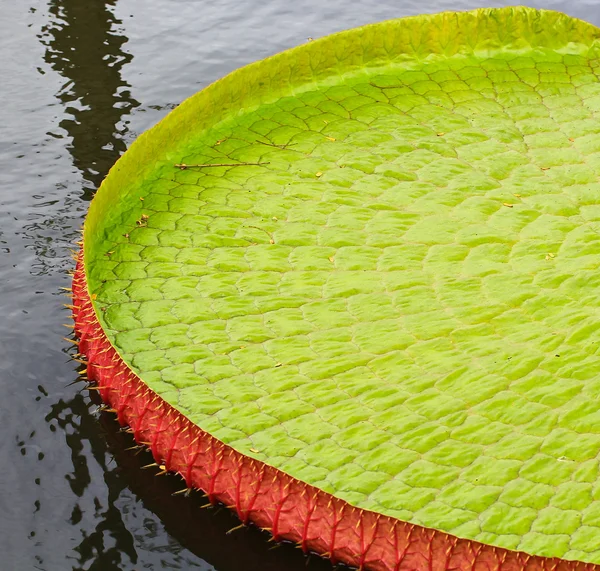 Viktoria amazonica lotus — Stockfoto