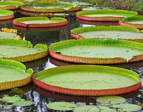Victoria amazonica Lotus