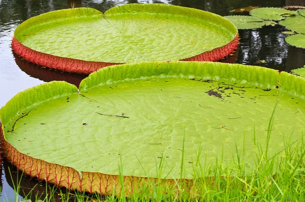 Victoria amazonica Loto — Foto de Stock