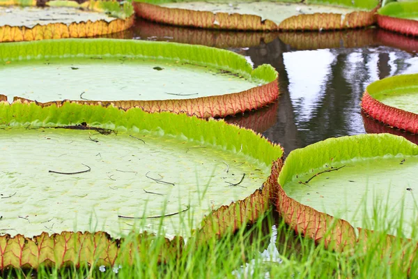 Victoria amazonica Loto — Foto de Stock