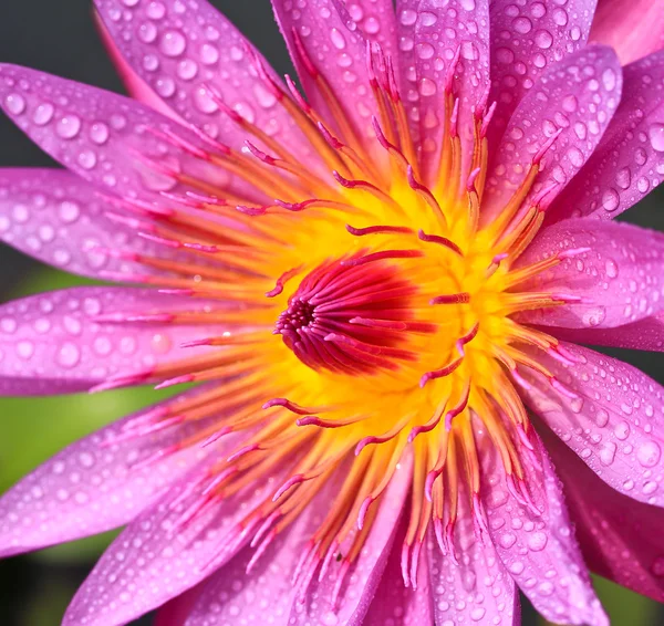 Flor de lótus — Fotografia de Stock