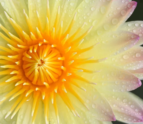 Lotus çiçeği. — Stok fotoğraf