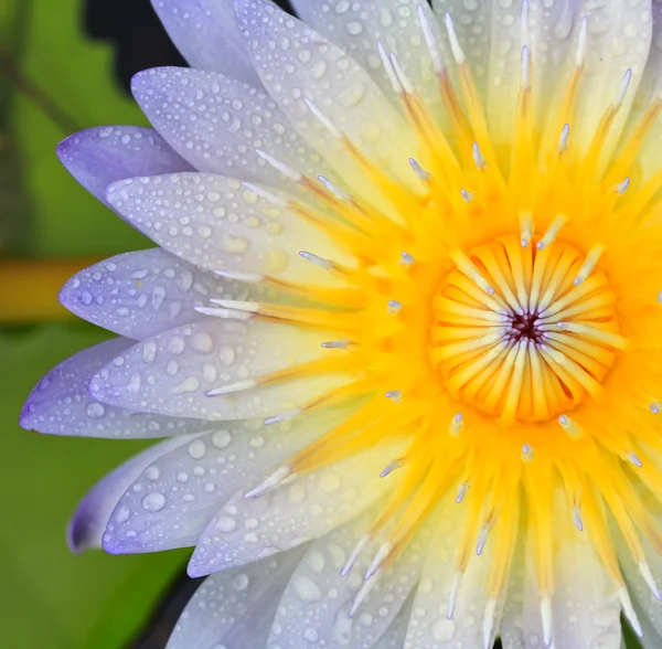 Flor de loto — Foto de Stock