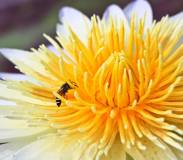 Flor de loto — Foto de Stock