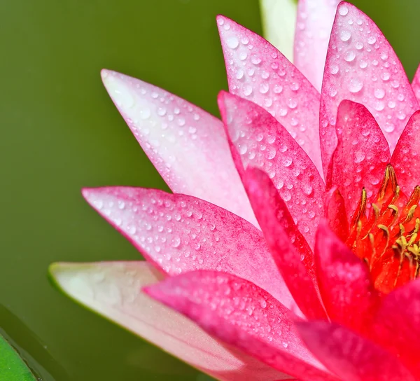 Lotus flower — Stock Photo, Image