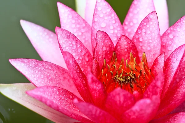 Fiore di loto — Foto Stock