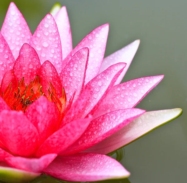 Lotus flower — Stock Photo, Image