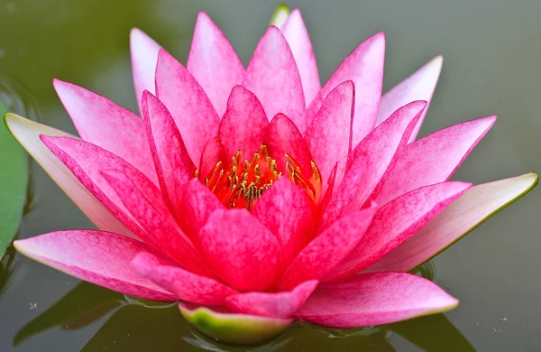 Lotus çiçeği. — Stok fotoğraf