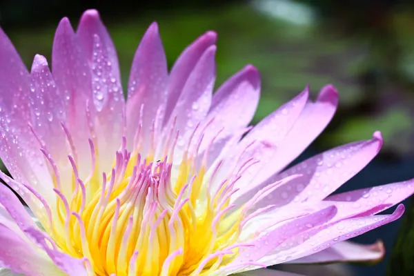 Flor de lótus — Fotografia de Stock