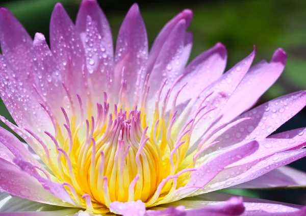 Flor de lótus — Fotografia de Stock