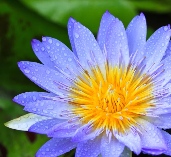 Flor de lótus — Fotografia de Stock