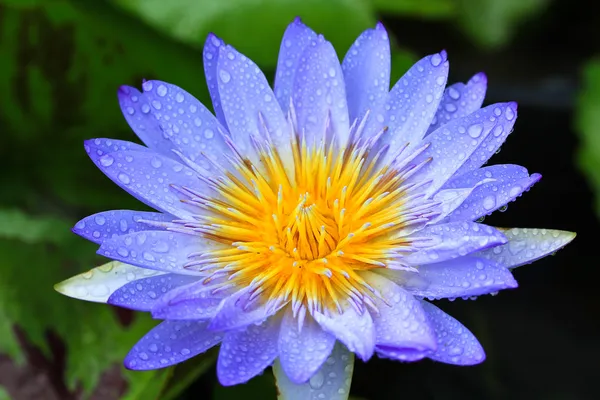 Flor de lótus — Fotografia de Stock