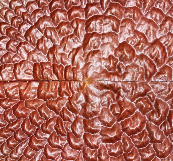 Lotus leaf texturu — Stock fotografie