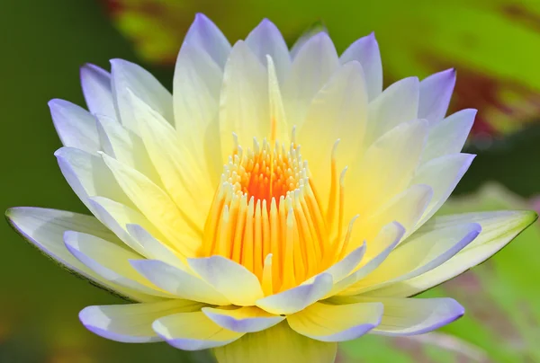 Beautiful lotus — Stock Photo, Image