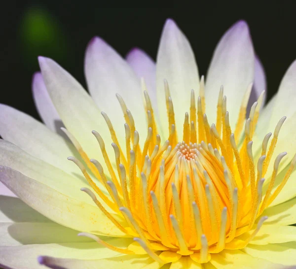 Güzel, lotus — Stok fotoğraf