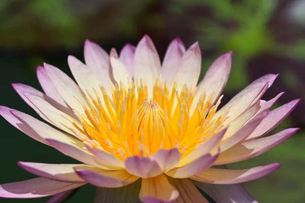 Prachtige lotus — Stockfoto
