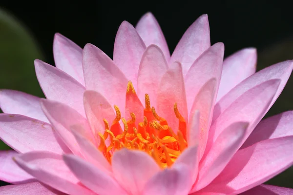 Pembe lotus — Stok fotoğraf