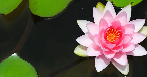 Pembe lotus — Stok fotoğraf