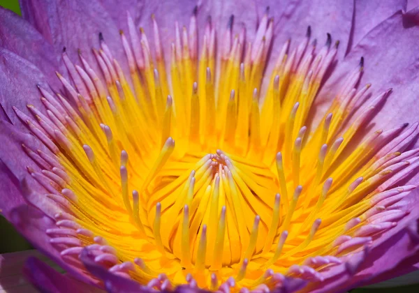 Hermoso loto — Foto de Stock