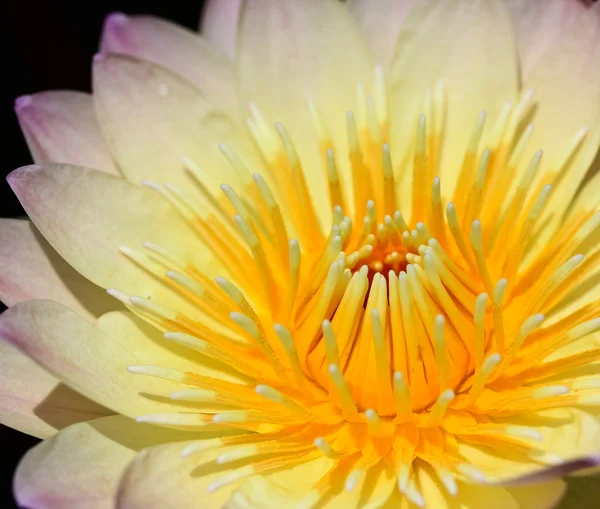 Hermoso loto — Foto de Stock