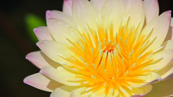 Prachtige lotus — Stockfoto