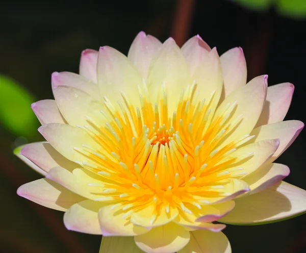 Prachtige lotus — Stockfoto